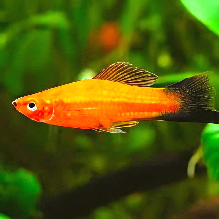 Swordtail (Xiphophorus hellerii)