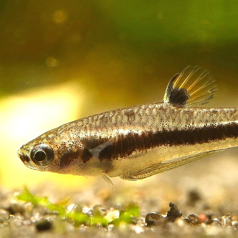 Least Killifish (Heterandria formosa)