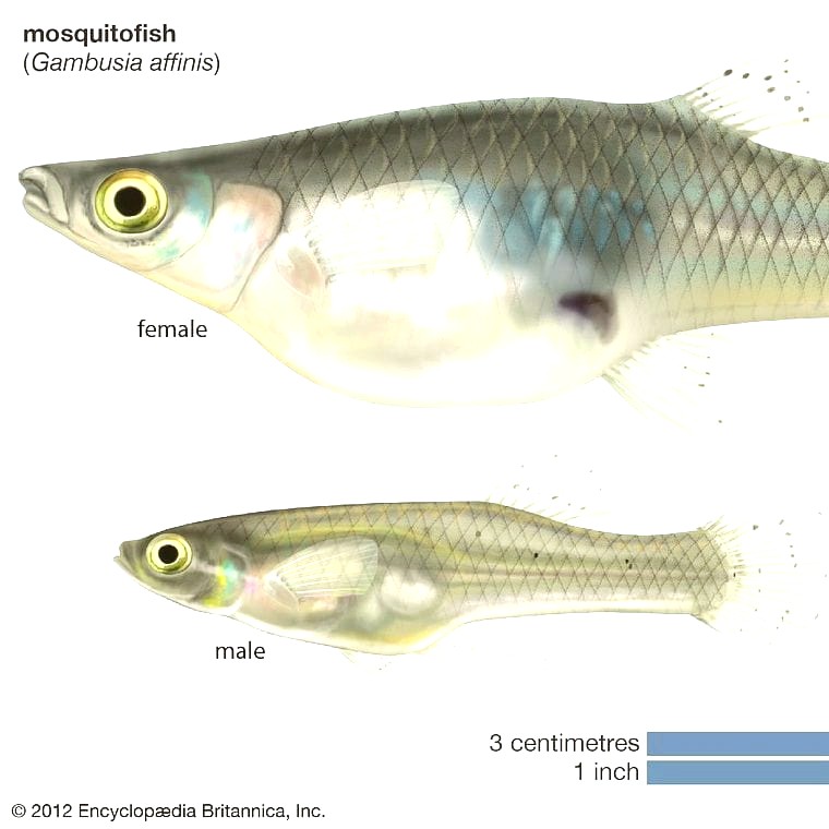 Mosquito Fish (Gambusia affinis)