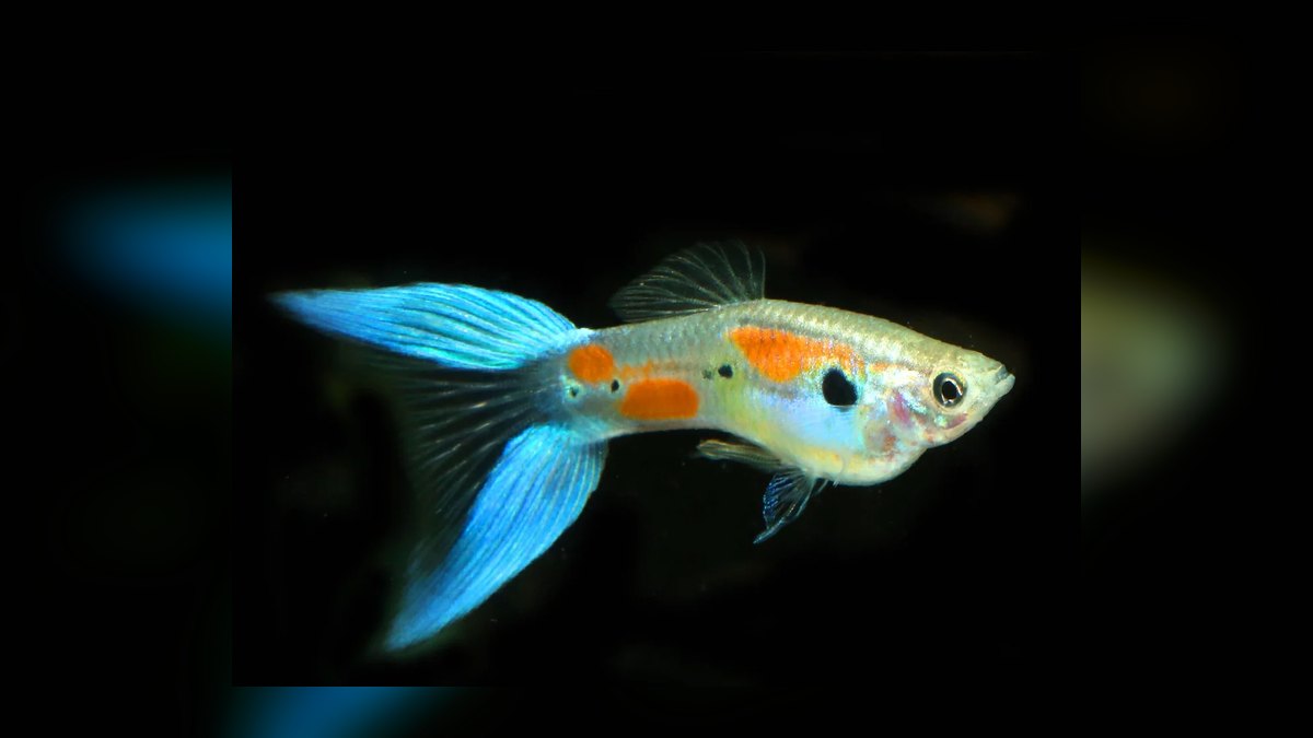 Top 10 Livebearer Fish for Beginner Aquariums — figure 10