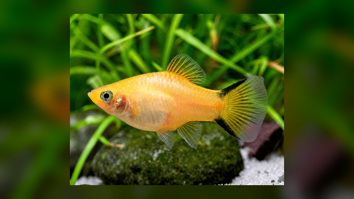 Top 10 Livebearer Fish for Beginner Aquariums — figure 2