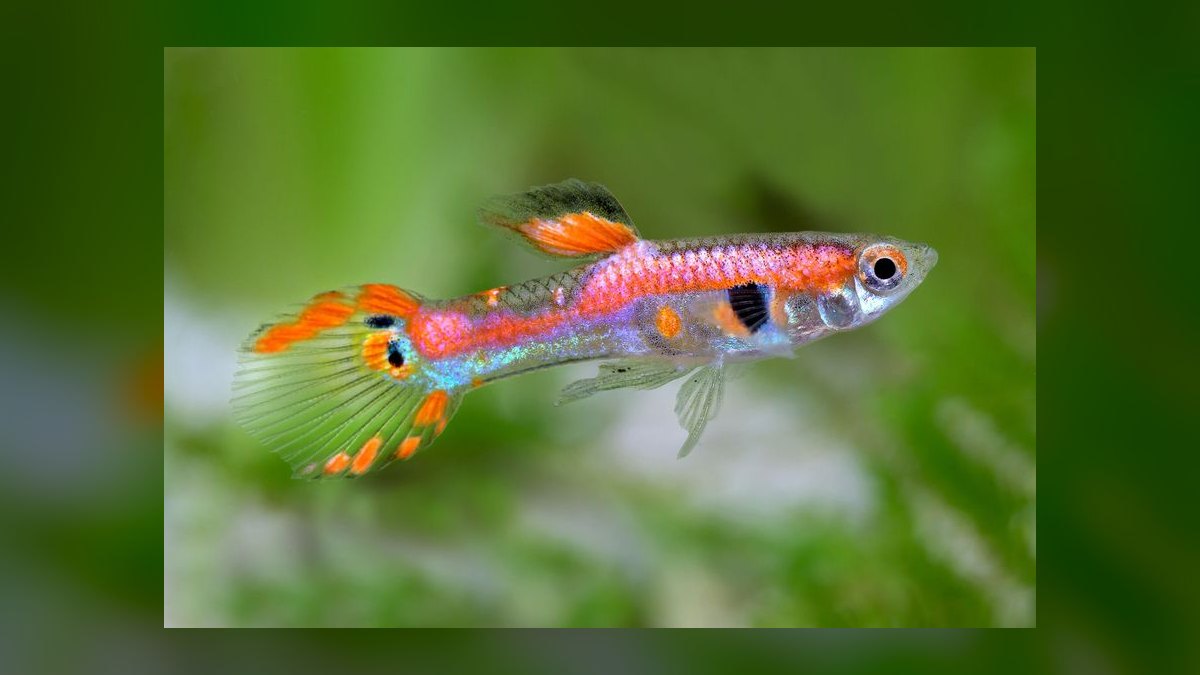 Top 10 Livebearer Fish for Beginner Aquariums — figure 5
