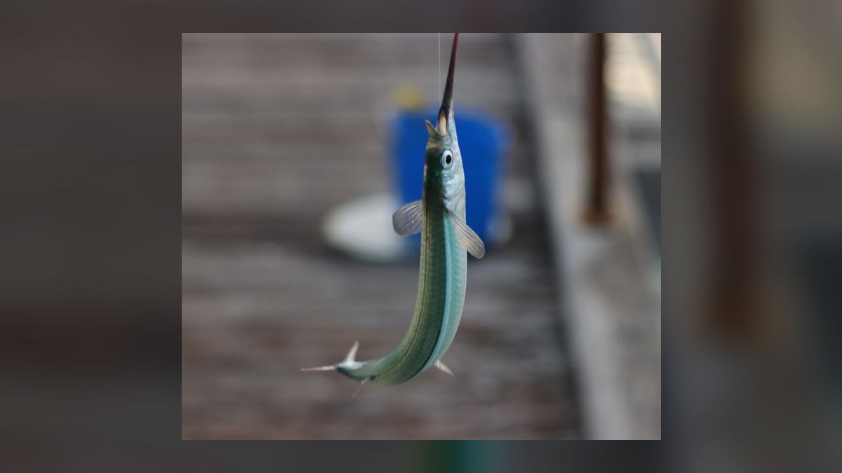 Top 10 Livebearer Fish for Beginner Aquariums — figure 8
