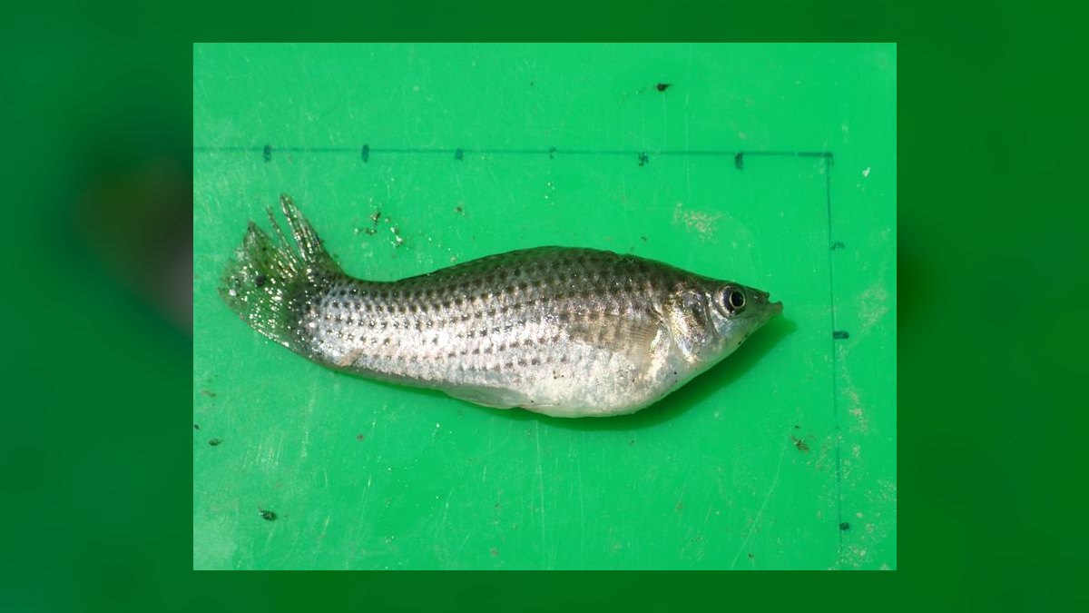 Top 10 Livebearer Fish for Beginner Aquariums — figure 9