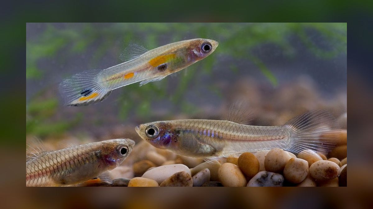 Top 10 Livebearer Fish for Beginner Aquariums in 2027
