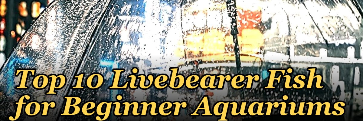Top 10 Livebearer Fish for Beginner Aquariums
