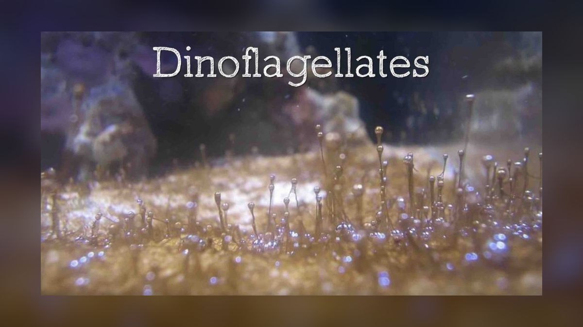 What are dinoflagellates and how do you get rid of them in a reef tank?