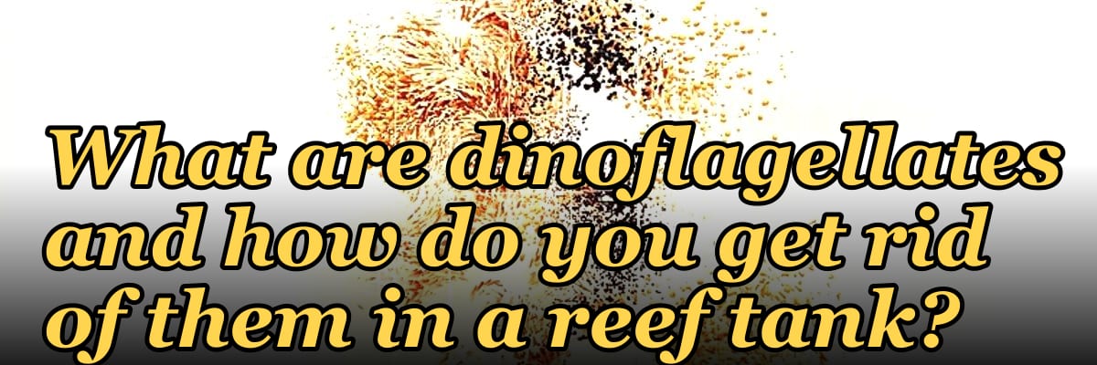 What are dinoflagellates and how do you get rid of them in a reef tank?