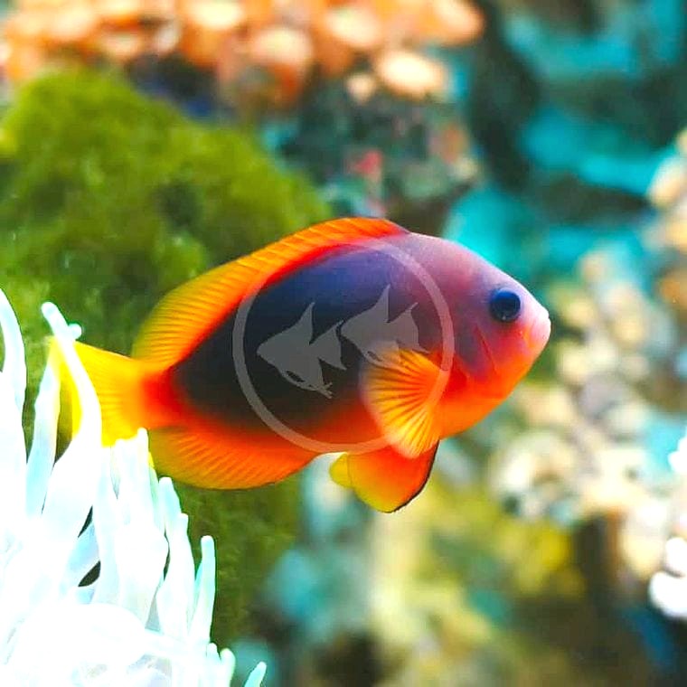 Cinnamon Clownfish