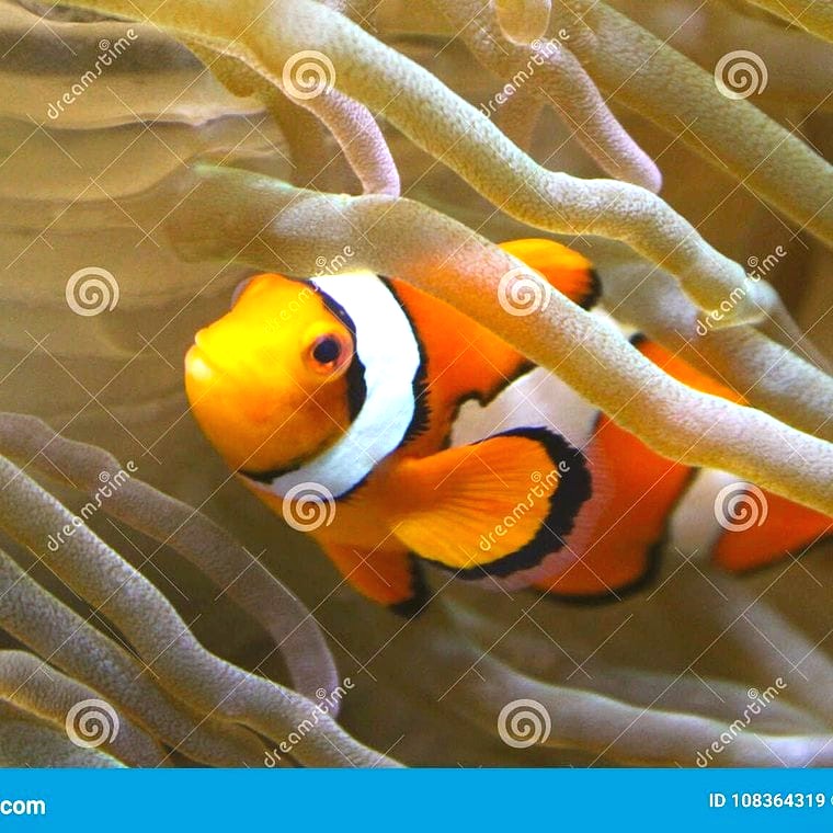 Percula clownfish closeup