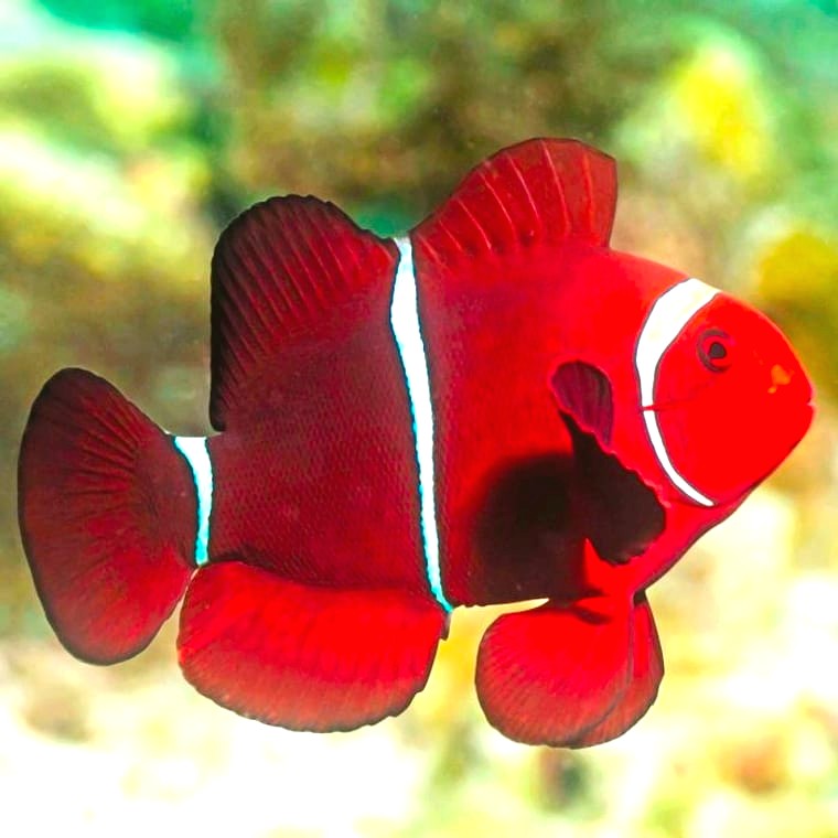 Maroon Clownfish