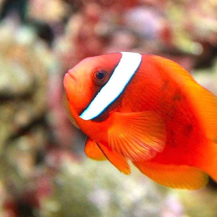 Tomato Clownfish