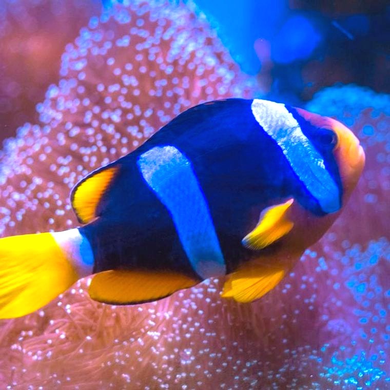 Clarkii Clownfish