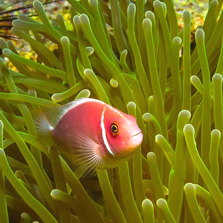 Pink Skunk Clownfish