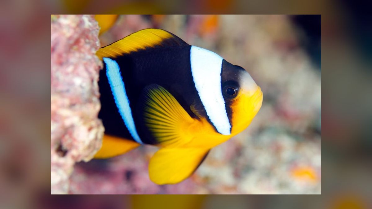 Top 10 Clownfish Varieties for Saltwater Aquariums in 2027 — figure 10
