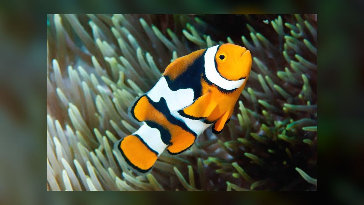 Top 10 Clownfish Varieties for Saltwater Aquariums in 2027 — figure 2