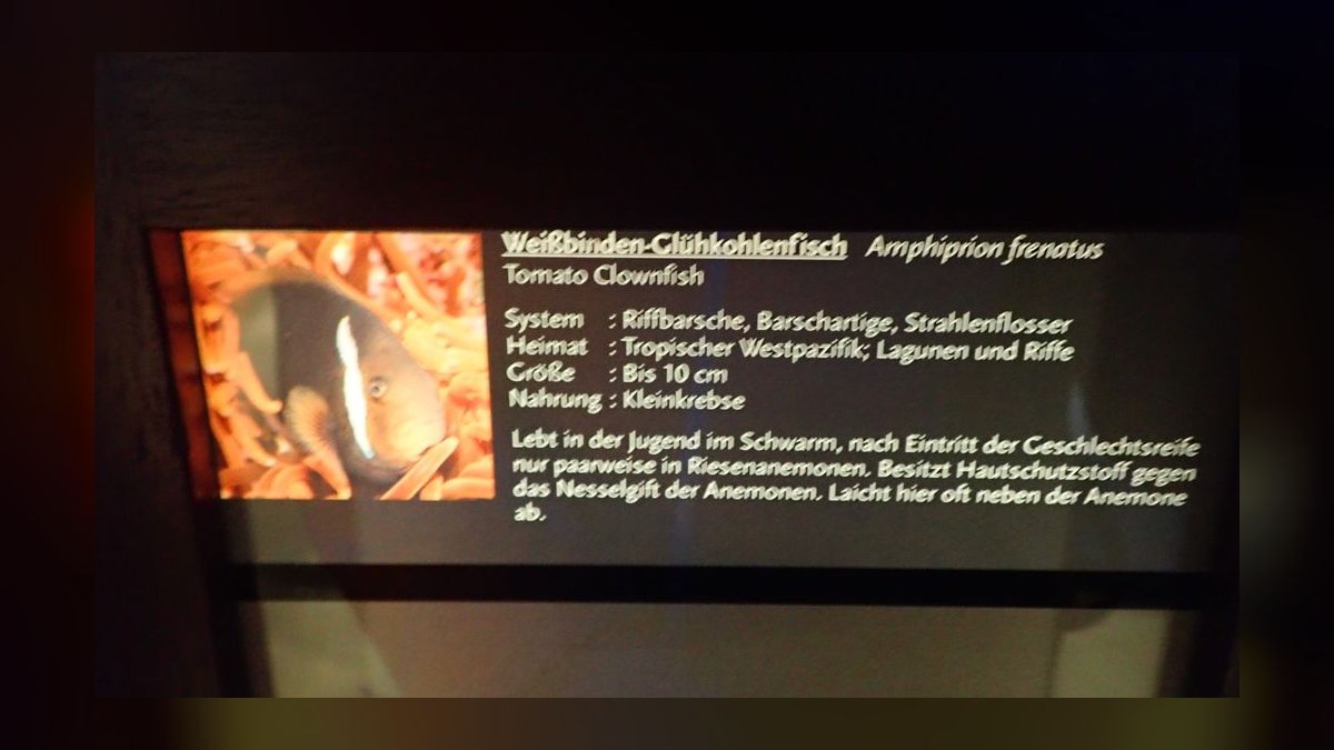 Top 10 Clownfish Varieties for Saltwater Aquariums in 2027 — figure 4