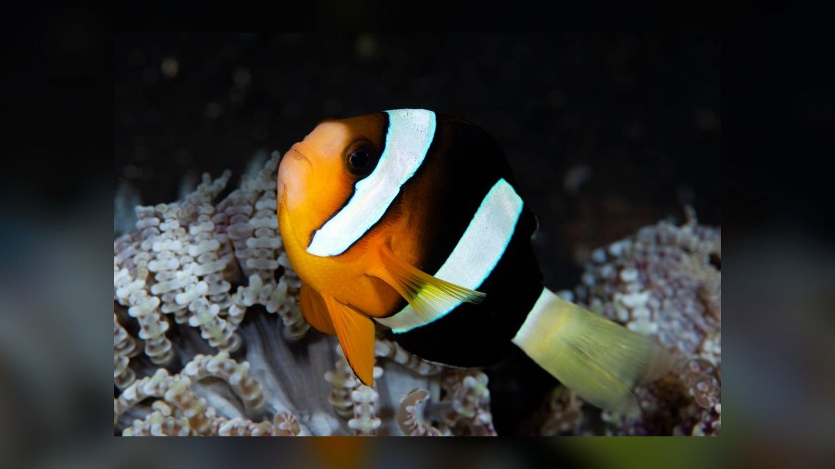 Top 10 Clownfish Varieties for Saltwater Aquariums in 2027 — figure 5