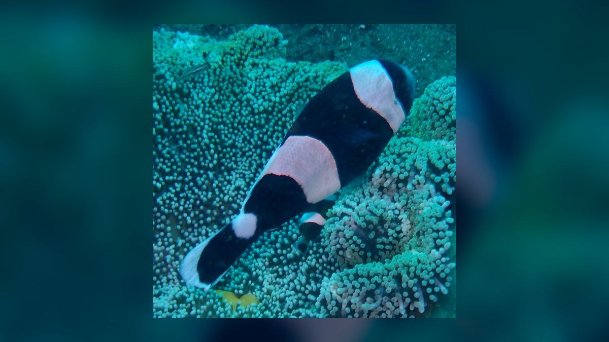 Top 10 Clownfish Varieties for Saltwater Aquariums in 2027 — figure 7