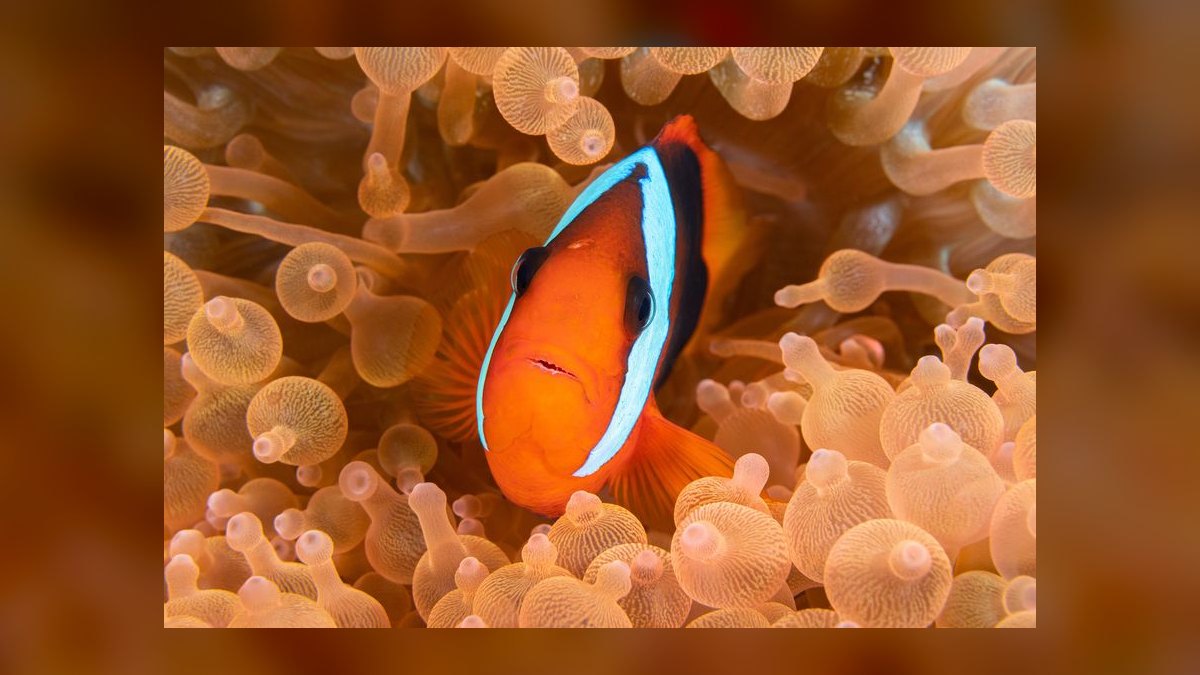 Top 10 Clownfish Varieties for Saltwater Aquariums in 2027 — figure 8