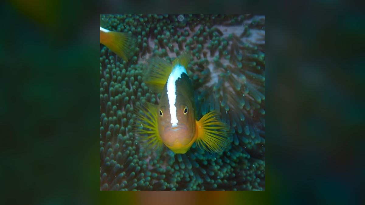 Top 10 Clownfish Varieties for Saltwater Aquariums in 2027 — figure 9