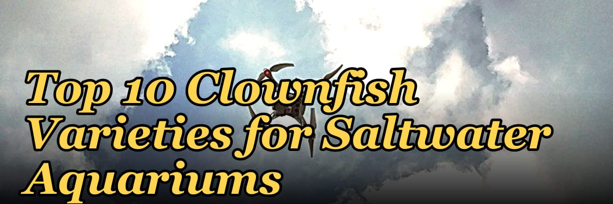 Top 10 Clownfish Varieties for Saltwater Aquariums