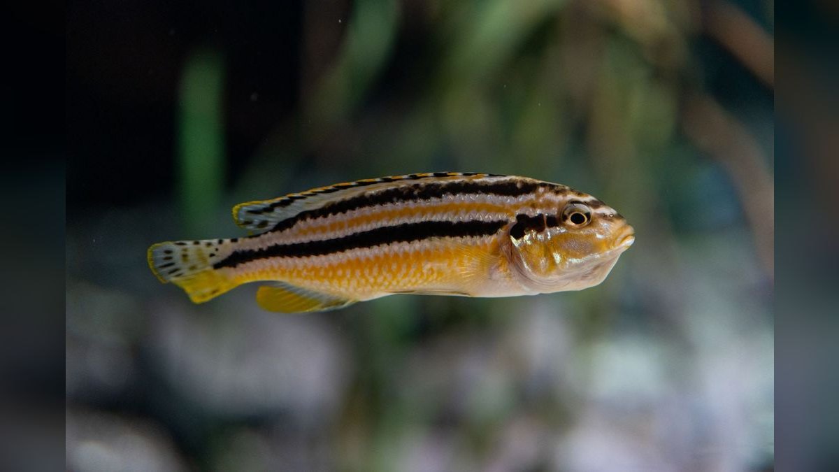 How do you set up an African cichlid aquarium — figure 1