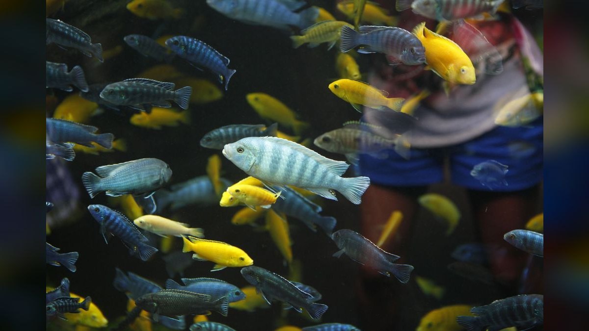 How do you set up an African cichlid aquarium — figure 3