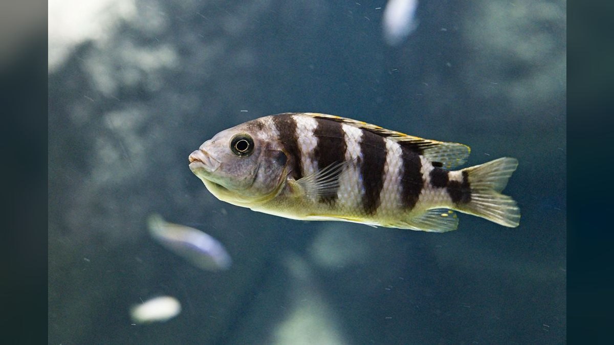 How do you set up an African cichlid aquarium — figure 5