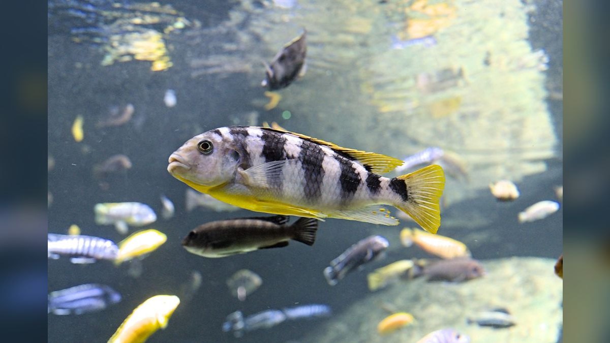 How do you set up an African cichlid aquarium?