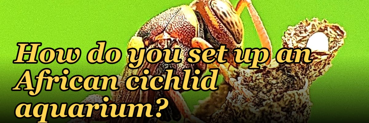 How do you set up an African cichlid aquarium?