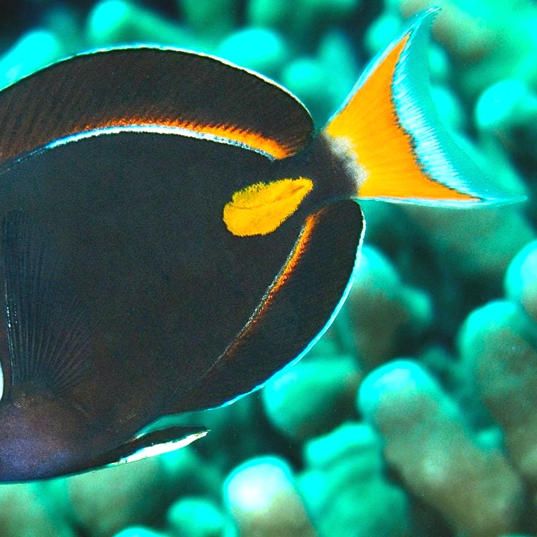 Achilles Tang