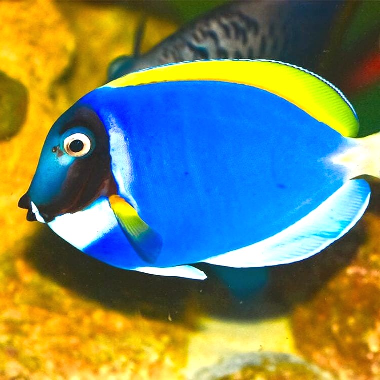 Powder Blue Tang