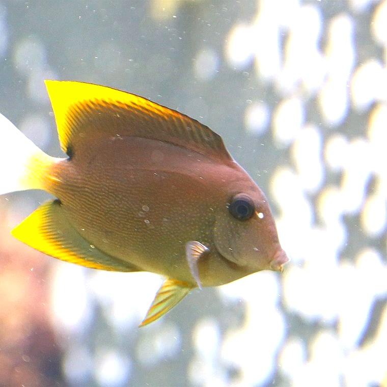 Bristletooth Tomini Tang