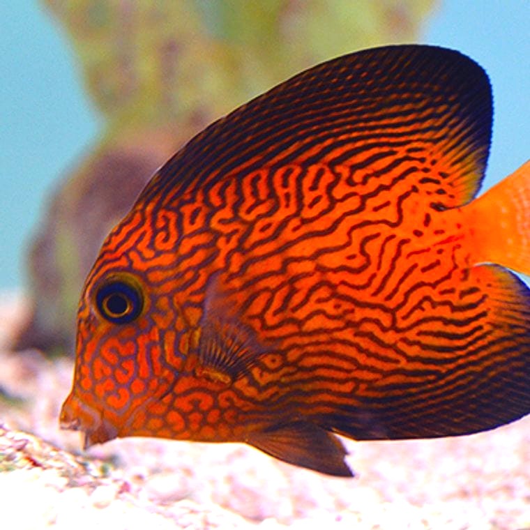 Chevron Tang