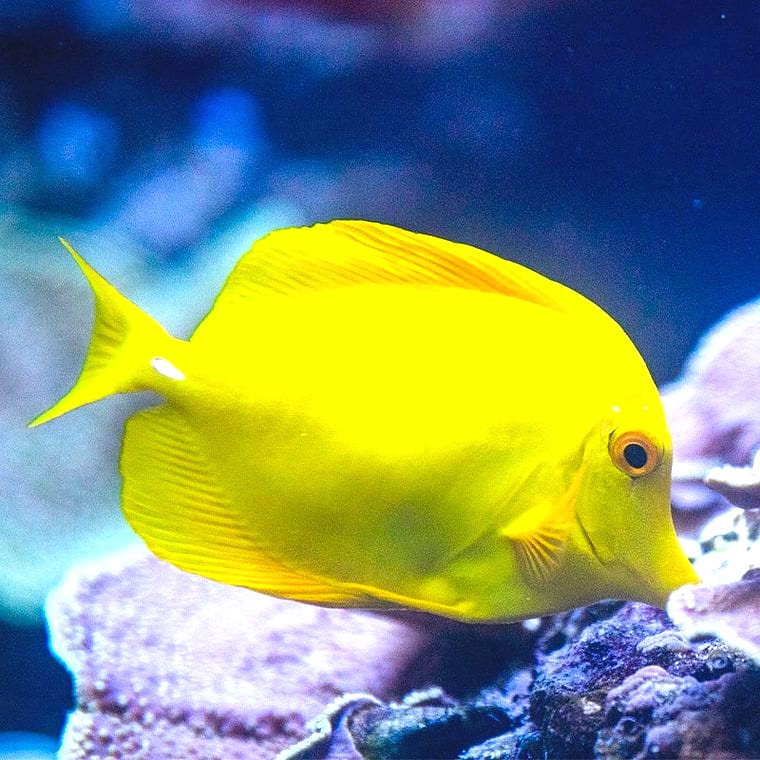 Yellow Tang