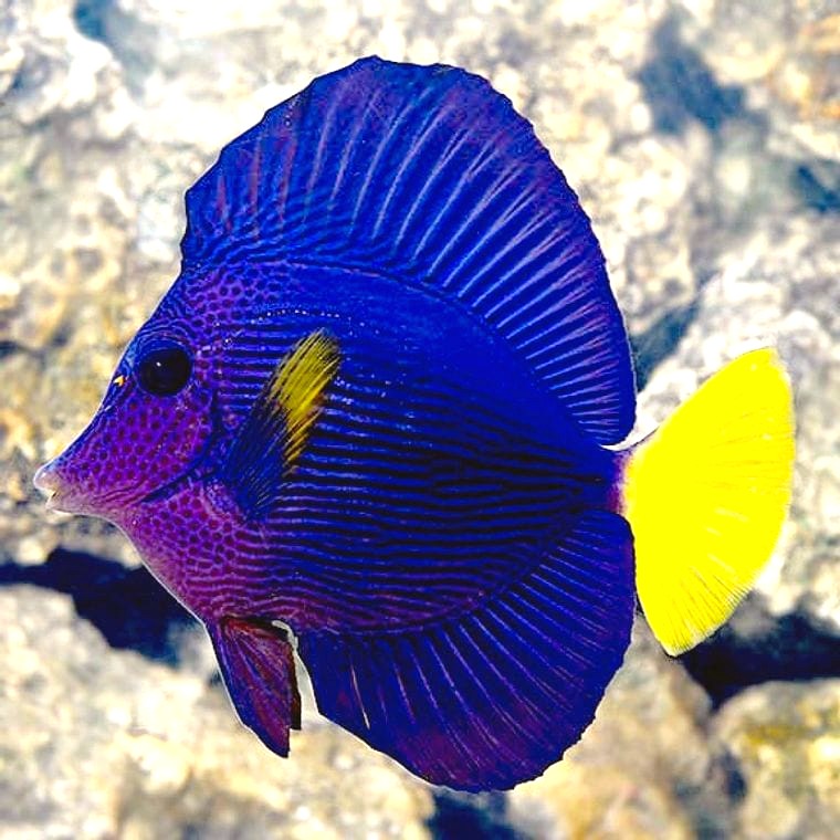 Purple Tang