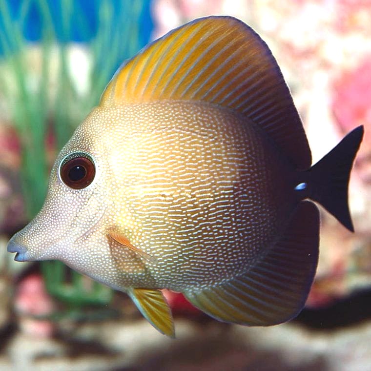 Scopas Tang