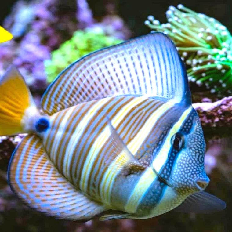 Sailfin Tang