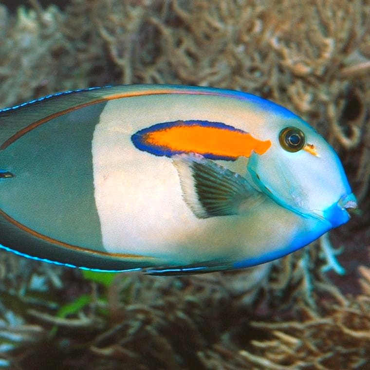 Orange-Shoulder Tang