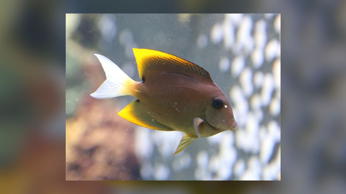 Top 10 Reef-Safe Tangs for Saltwater Aquariums in 2027 — figure 1