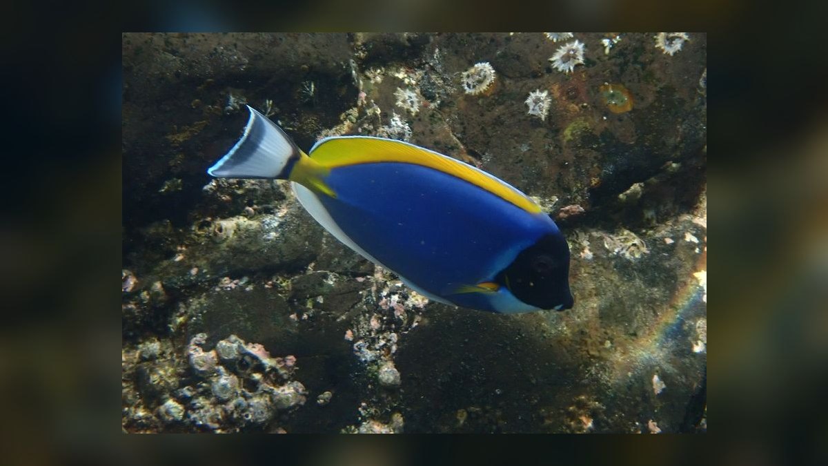 Top 10 Reef-Safe Tangs for Saltwater Aquariums in 2027 — figure 10