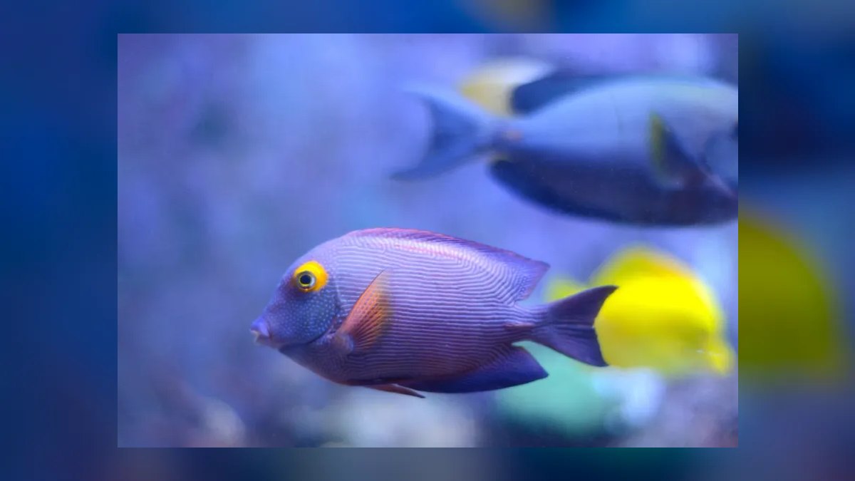 Top 10 Reef-Safe Tangs for Saltwater Aquariums in 2027 — figure 2