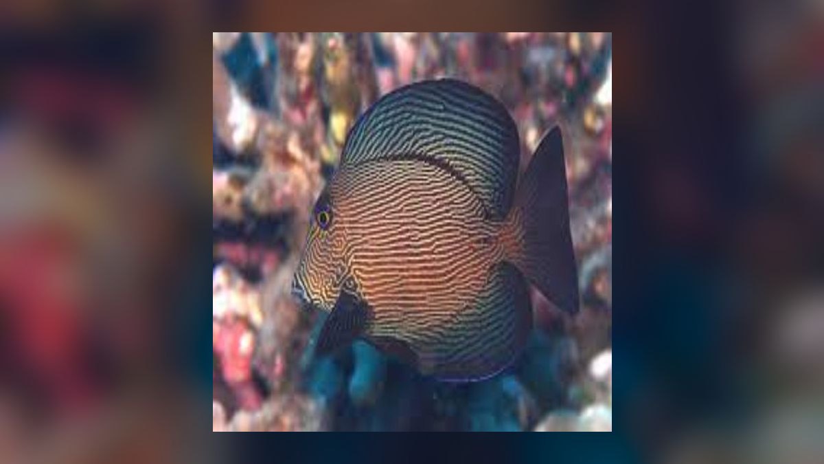 Top 10 Reef-Safe Tangs for Saltwater Aquariums in 2027 — figure 3