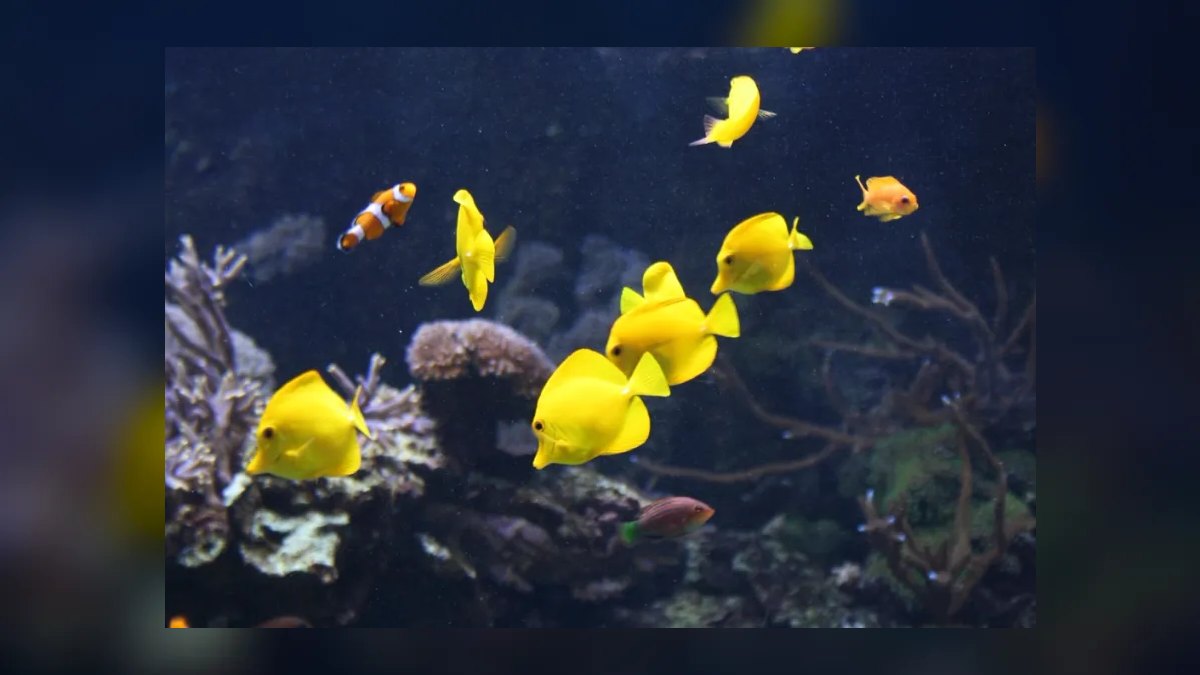 Top 10 Reef-Safe Tangs for Saltwater Aquariums in 2027 — figure 4