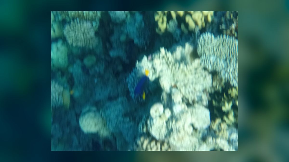 Top 10 Reef-Safe Tangs for Saltwater Aquariums in 2027 — figure 5