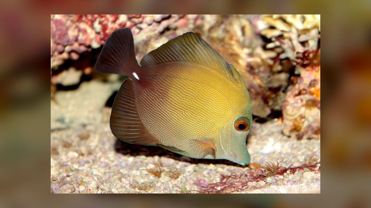 Top 10 Reef-Safe Tangs for Saltwater Aquariums in 2027 — figure 6