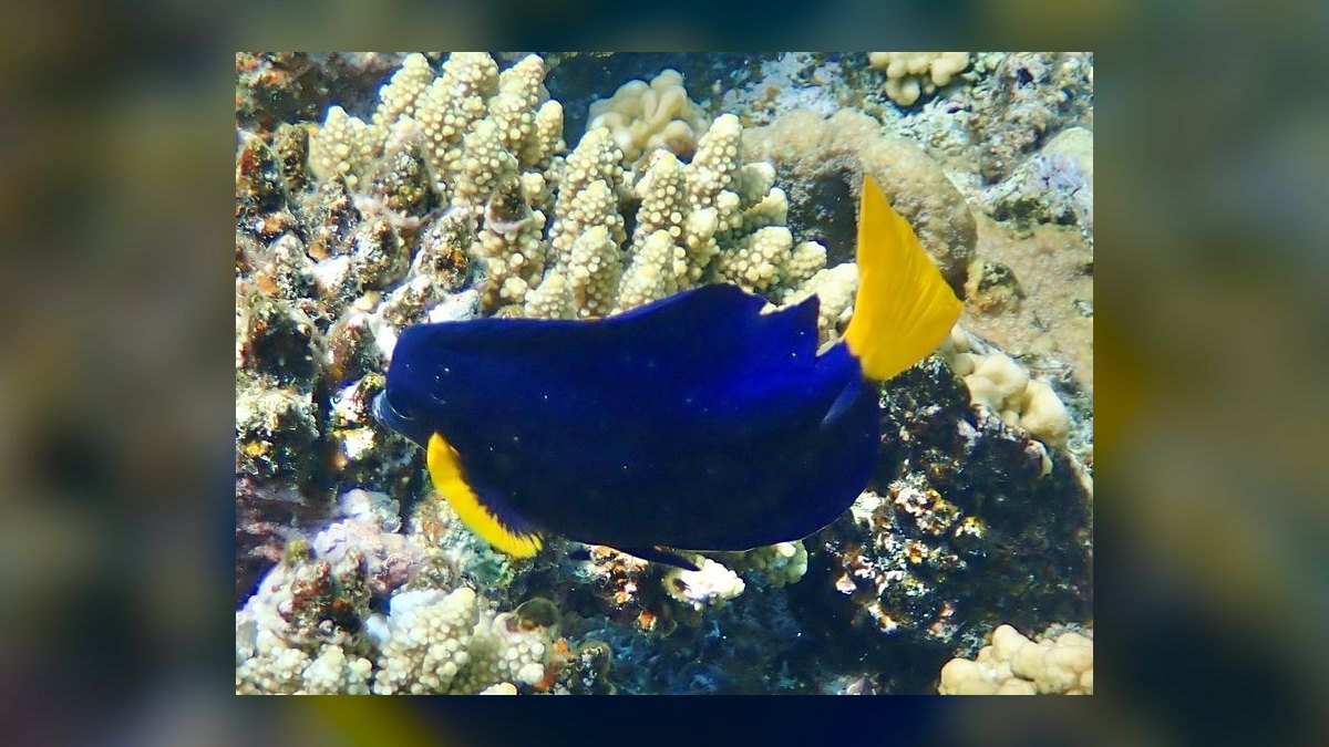 Top 10 Reef-Safe Tangs for Saltwater Aquariums in 2027 — figure 7