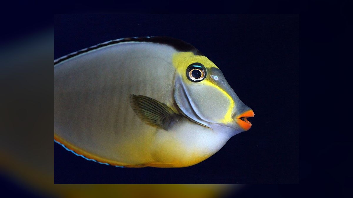 Top 10 Reef-Safe Tangs for Saltwater Aquariums in 2027 — figure 8