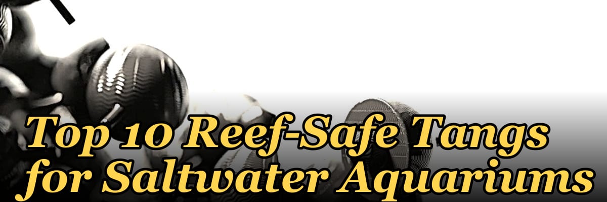 Top 10 Reef-Safe Tangs for Saltwater Aquariums